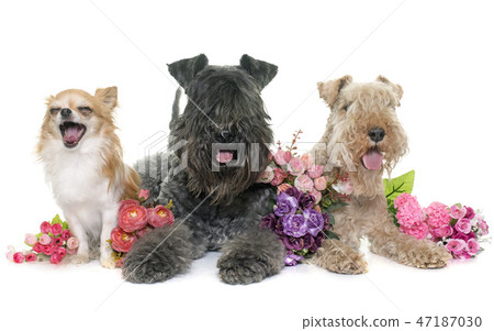 three dogs in studio three dogs in studio 47187030