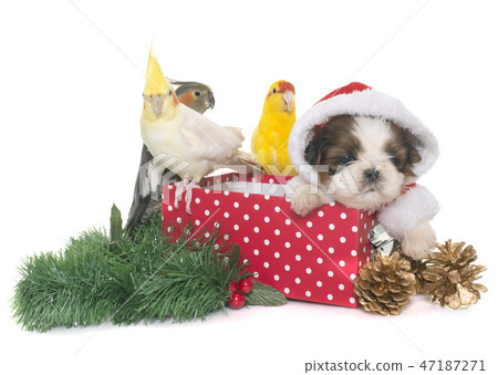cockatiel and dog on box cockatiel and dog on box 47187271