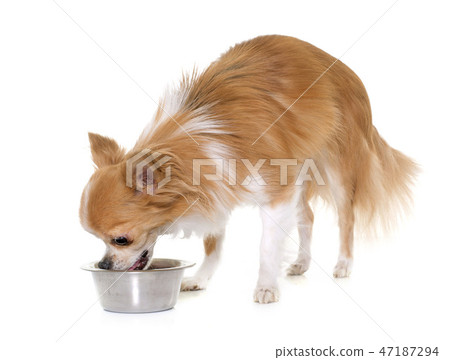 chihuahua eating dried food 47187294