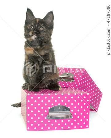 maine coon kitten 47187386