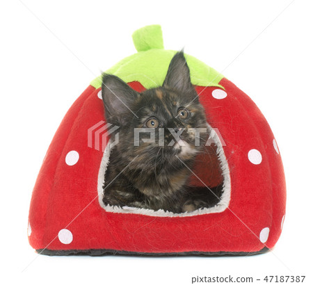 maine coon kitten maine coon kitten 47187387