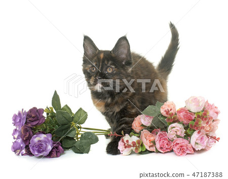 maine coon kitten maine coon kitten 47187388