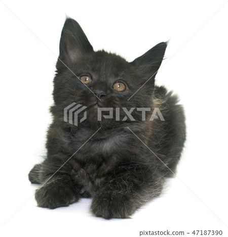 maine coon kitten maine coon kitten 47187390