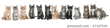 maine coon kitten 47187504