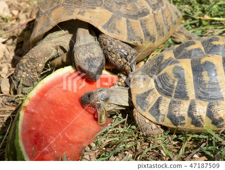 testudo hermanni tortoise eating 47187509