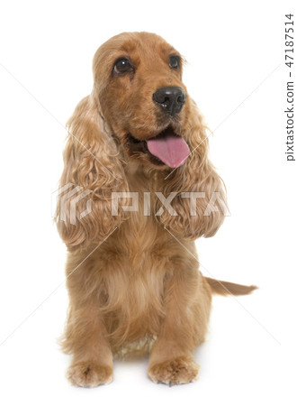 cocker spaniel in studio cocker spaniel in studio 47187514