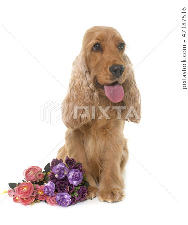 cocker spaniel in studio cocker spaniel in studio 47187516