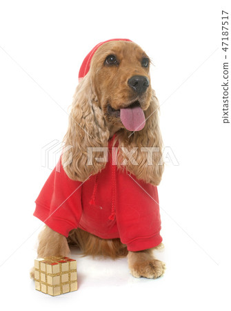 dressed cocker spaniel in studio dressed cocker spaniel in studio 47187517