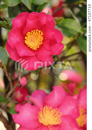 冬天花sasanka 47187719