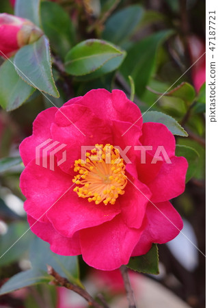 冬天花sasanka 47187721