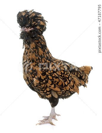 Padovana chicken in studio 47187795