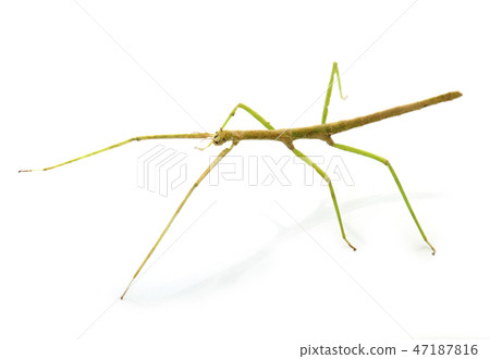 stick insect in studio 47187816