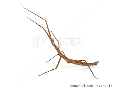 stick insect in studio 47187817