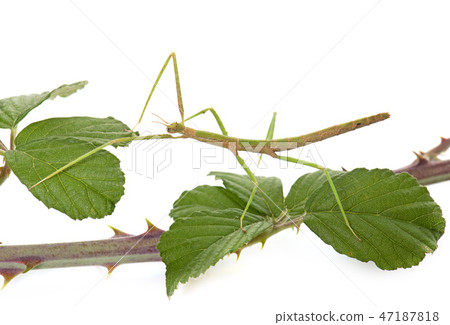 stick insect in studio 47187818