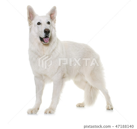 white swiss shepherd 47188140
