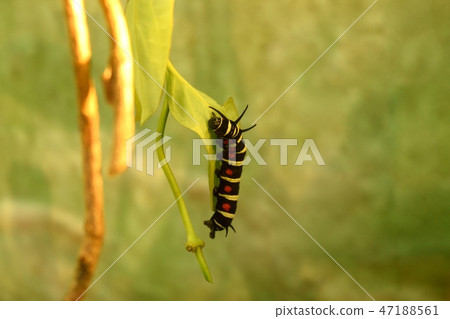 Butterflies lurking on a leaf Butterflies lurking on a leaf 47188561