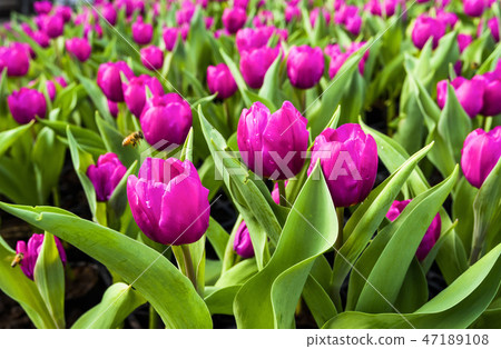 Beautiful tulip flower in the garden Beautiful tulip flower in the garden 47189108
