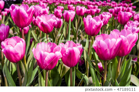 Beautiful tulip flower in the garden 47189111