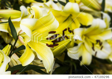 Beautiful lily flower in the garden Beautiful lily flower in the garden 47189296