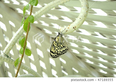 花園草和蝴蝶 47189355