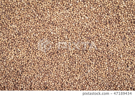 Organic Dried coriander seeds closeup background  47189434