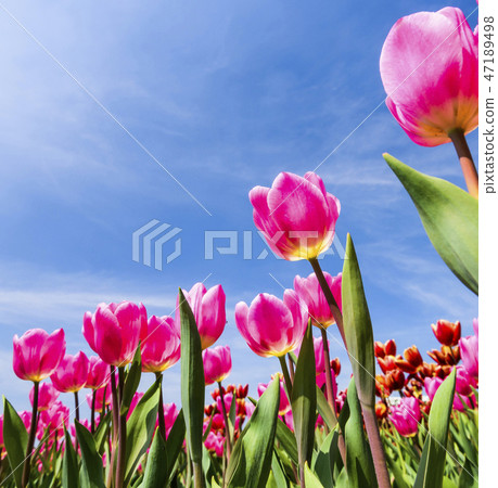 Beautiful tulips with blue sky background 47189498