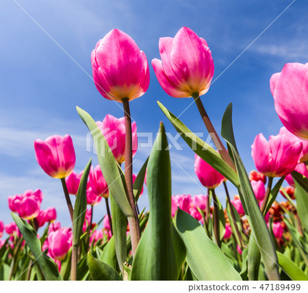 Beautiful tulips with blue sky background 47189499