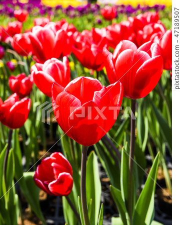 Beautiful tulip flower in the garden 47189507