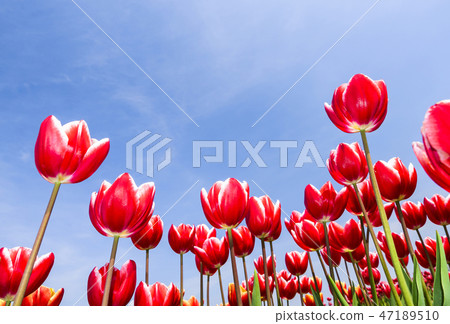 Beautiful tulips with blue sky background Beautiful tulips with blue sky background 47189510