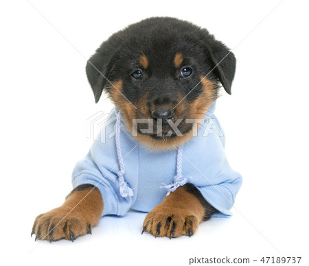 dressed beauceron puppy in studio 47189737