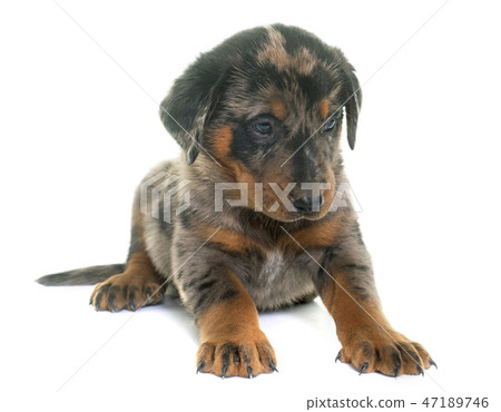 beauceron puppy in studio 47189746