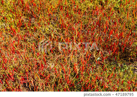 Fresh red chillies growing in the vegetable garden Fresh red chillies growing in the vegetable garden 47189795