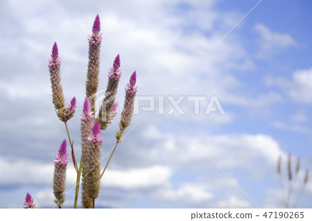 nature, bloom, tropical 47190265