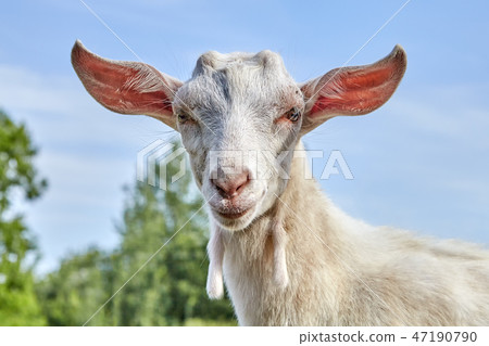 White goat with large protruding ears. 47190790