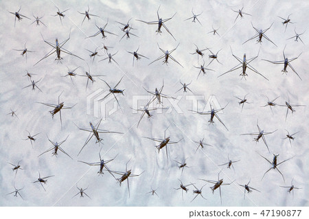 Water beetles like nanobots, or computer viruses. Water beetles like nanobots, or computer viruses. 47190877