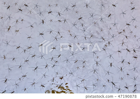 Common water strider along surface of water. 47190878