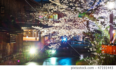 白川町庭院在夜櫻花的 47191443
