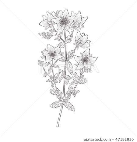 Herbal Tea Plant Sketch. Shrubby St. Johns Wort or Tutsan, Isolated 47191930