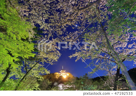 [Kanagawa Prefecture] Sankeien Night Cherry Blossoms 47192533