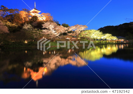 [Kanagawa Prefecture] Sankeien Night Cherry Blossoms 47192542