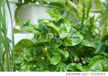 Brazilian Spinach or Sissoo spinach Brazilian Spinach or Sissoo spinach 47192853