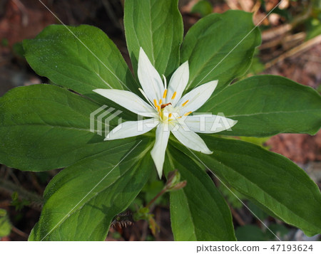 Quinogassau 47193624