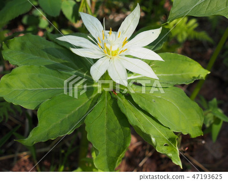 Quinogassau Quinogassau 47193625