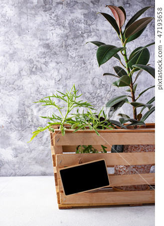Plant delivery. Green flower in wooden box 47193658