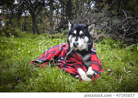 Cute dog wrapped in plaid 47193857