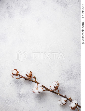 Cotton branch on light background Cotton branch on light background 47193866