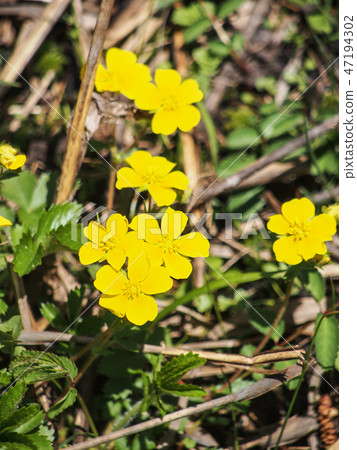 木島蟲郎 47194302