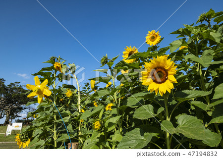 Okinawa flower sunflower Okinawa flower sunflower 47194832