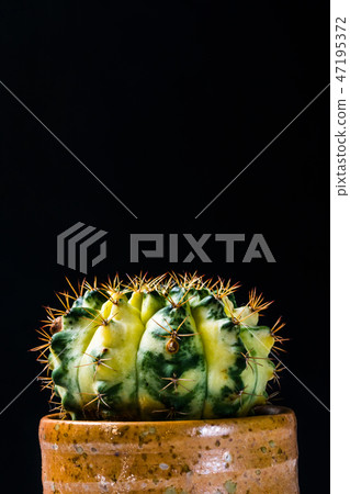 close up cactus on black background 47195372