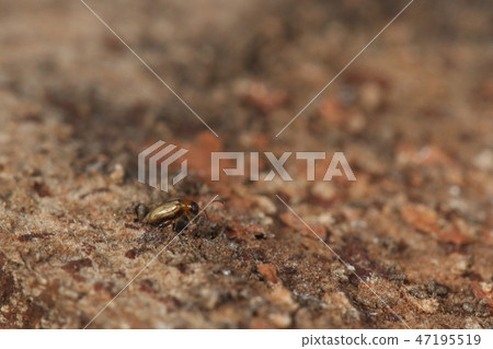 生物昆蟲七葉樹甲蟲，一或七毫米。你可以看到一個好大腿和一個深棕色的腹部 47195519